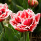 Tulip Bulbs Brest (Fringed) Blooms Species Growing Bonsai Roots Rhizomes Corms Tubers Potted Planting Reblooming Fragrant Garden Flower Seeds Plant