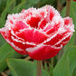 Tulip Bulbs Brest (Fringed) Blooms Species Growing Bonsai Roots Rhizomes Corms Tubers Potted Planting Reblooming Fragrant Garden Flower Seeds Plant