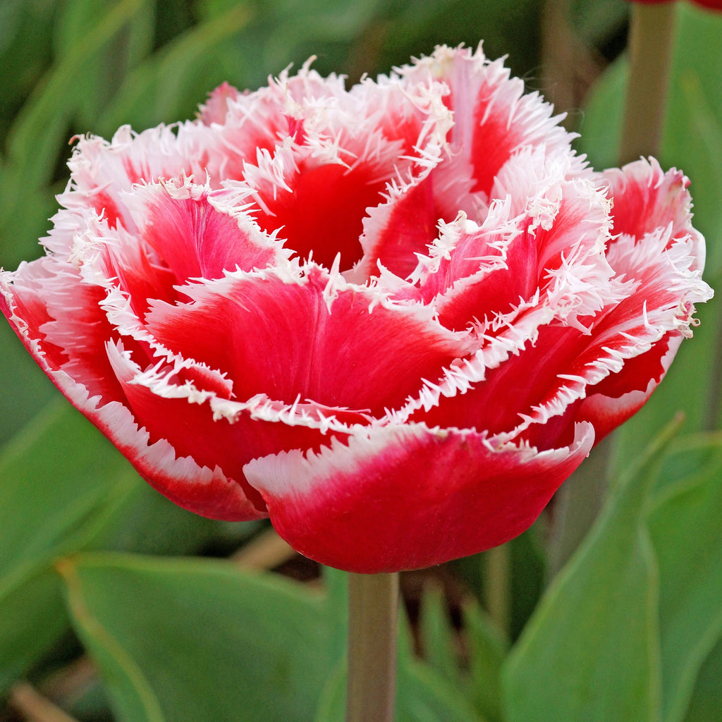 Tulip Bulbs Brest (Fringed) Blooms Species Growing Bonsai Roots Rhizomes Corms Tubers Potted Planting Reblooming Fragrant Garden Flower Seeds Plant
