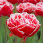 Tulip Bulbs Brest (Fringed) Blooms Species Growing Bonsai Roots Rhizomes Corms Tubers Potted Planting Reblooming Fragrant Garden Flower Seeds Plant
