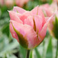 Tulip Bulbs China Town Blooms Species Growing Bonsai Roots Rhizomes Corms Tubers Potted Planting Reblooming Fragrant Garden Flower Seeds Plant