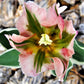 Tulip Bulbs China Town Blooms Species Growing Bonsai Roots Rhizomes Corms Tubers Potted Planting Reblooming Fragrant Garden Flower Seeds Plant