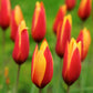 Tulip Bulbs Winsome Wildings Mix Blooms Species Growing Bonsai Roots Rhizomes Corms Tubers Potted Planting Reblooming Fragrant Garden Flower Seeds Plant
