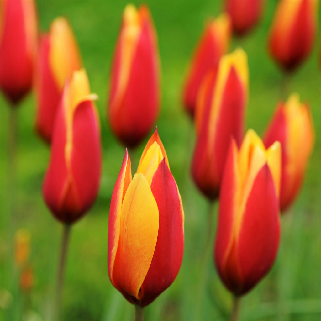 Tulip Bulbs Winsome Wildings Mix Blooms Species Growing Bonsai Roots Rhizomes Corms Tubers Potted Planting Reblooming Fragrant Garden Flower Seeds Plant