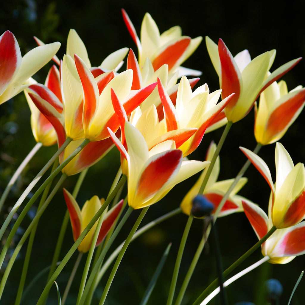 Tulip Bulbs Winsome Wildings Mix Blooms Species Growing Bonsai Roots Rhizomes Corms Tubers Potted Planting Reblooming Fragrant Garden Flower Seeds Plant