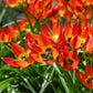 Tulip Bulbs Winsome Wildings Mix Blooms Species Growing Bonsai Roots Rhizomes Corms Tubers Potted Planting Reblooming Fragrant Garden Flower Seeds Plant