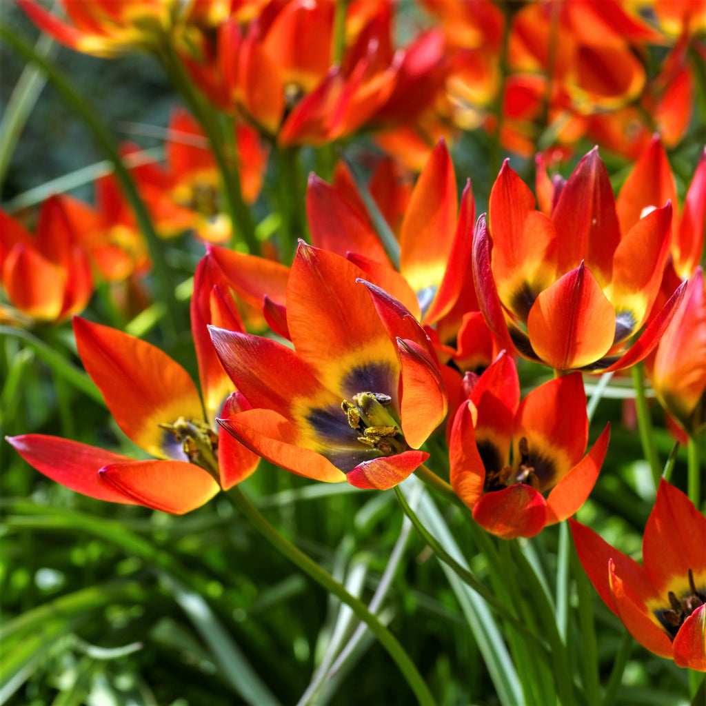 Tulip Bulbs Winsome Wildings Mix Blooms Species Growing Bonsai Roots Rhizomes Corms Tubers Potted Planting Reblooming Fragrant Garden Flower Seeds Plant