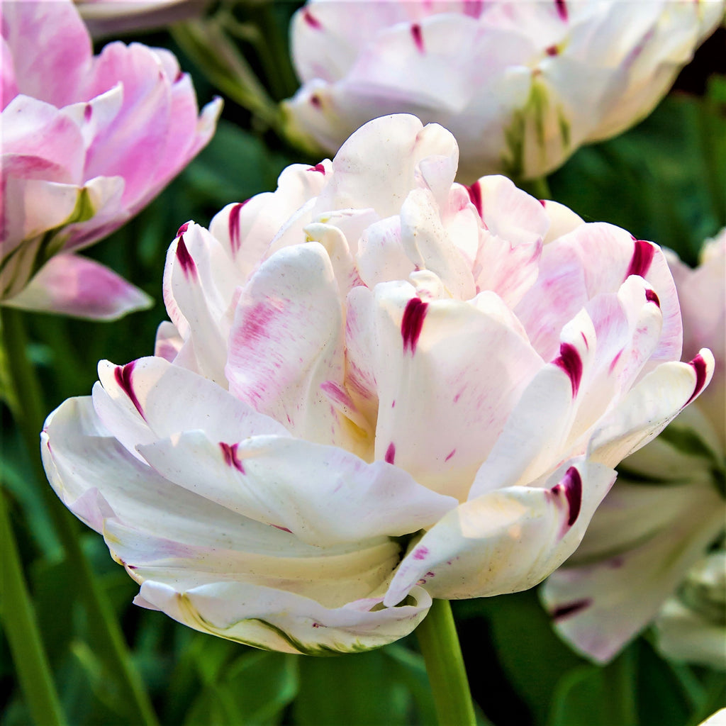 Tulip Bulbs Danceline Blooms Species Growing Bonsai Roots Rhizomes Corms Tubers Potted Planting Reblooming Fragrant Garden Flower Seeds Plant