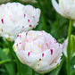Tulip Bulbs Danceline Blooms Species Growing Bonsai Roots Rhizomes Corms Tubers Potted Planting Reblooming Fragrant Garden Flower Seeds Plant