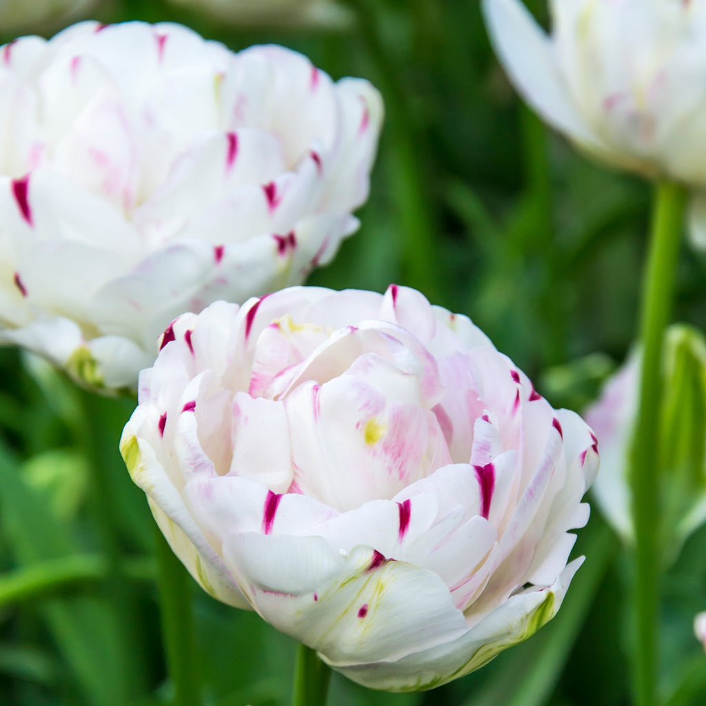 Tulip Bulbs Danceline Blooms Species Growing Bonsai Roots Rhizomes Corms Tubers Potted Planting Reblooming Fragrant Garden Flower Seeds Plant