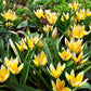 Tulip Bulbs Winsome Wildings Mix Blooms Species Growing Bonsai Roots Rhizomes Corms Tubers Potted Planting Reblooming Fragrant Garden Flower Seeds Plant