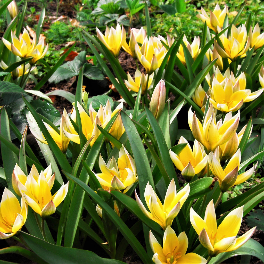Tulip Bulbs Winsome Wildings Mix Blooms Species Growing Bonsai Roots Rhizomes Corms Tubers Potted Planting Reblooming Fragrant Garden Flower Seeds Plant