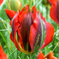Tulip Bulbs Hollywood Blooms Species Growing Bonsai Roots Rhizomes Corms Tubers Potted Planting Reblooming Fragrant Garden Flower Seeds Plant