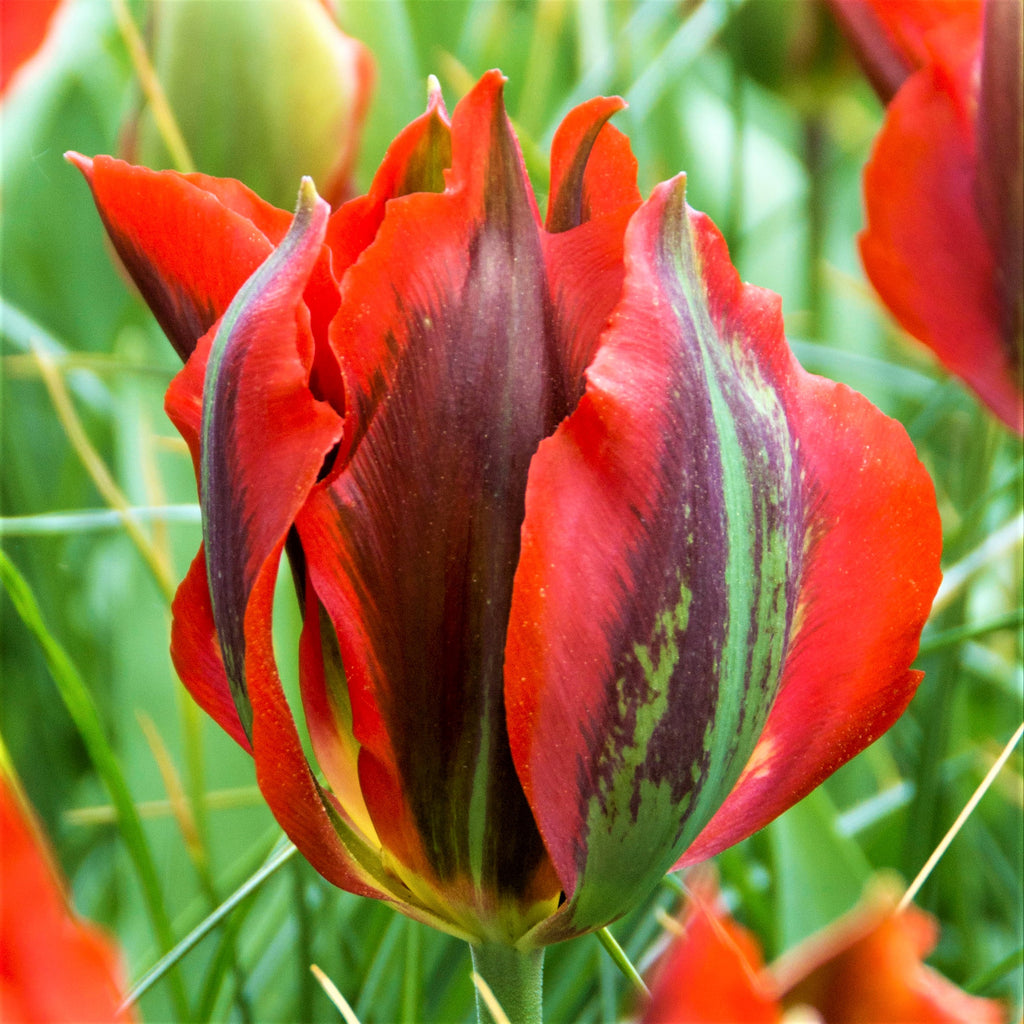 Tulip Bulbs Hollywood Blooms Species Growing Bonsai Roots Rhizomes Corms Tubers Potted Planting Reblooming Fragrant Garden Flower Seeds Plant