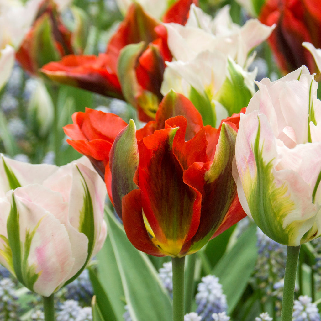 Tulip Bulbs Hollywood Blooms Species Growing Bonsai Roots Rhizomes Corms Tubers Potted Planting Reblooming Fragrant Garden Flower Seeds Plant