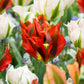 Tulip Bulbs Hollywood Blooms Species Growing Bonsai Roots Rhizomes Corms Tubers Potted Planting Reblooming Fragrant Garden Flower Seeds Plant