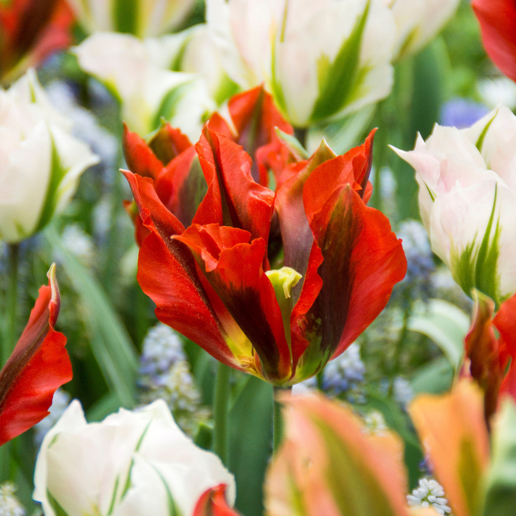 Tulip Bulbs Hollywood Blooms Species Growing Bonsai Roots Rhizomes Corms Tubers Potted Planting Reblooming Fragrant Garden Flower Seeds Plant