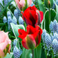 Tulip Bulbs Hollywood Blooms Species Growing Bonsai Roots Rhizomes Corms Tubers Potted Planting Reblooming Fragrant Garden Flower Seeds Plant