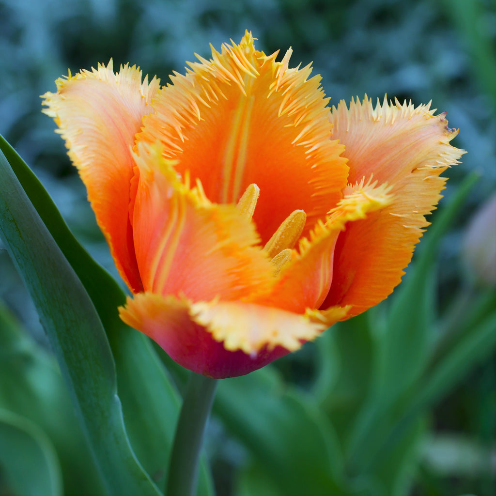 Tulip Bulbs Lambada (Fringed)  Blooms Species Growing Bonsai Roots Rhizomes Corms Tubers Potted Planting Reblooming Fragrant Garden Flower Seeds Plant