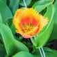 Tulip Bulbs Lambada (Fringed)  Blooms Species Growing Bonsai Roots Rhizomes Corms Tubers Potted Planting Reblooming Fragrant Garden Flower Seeds Plant
