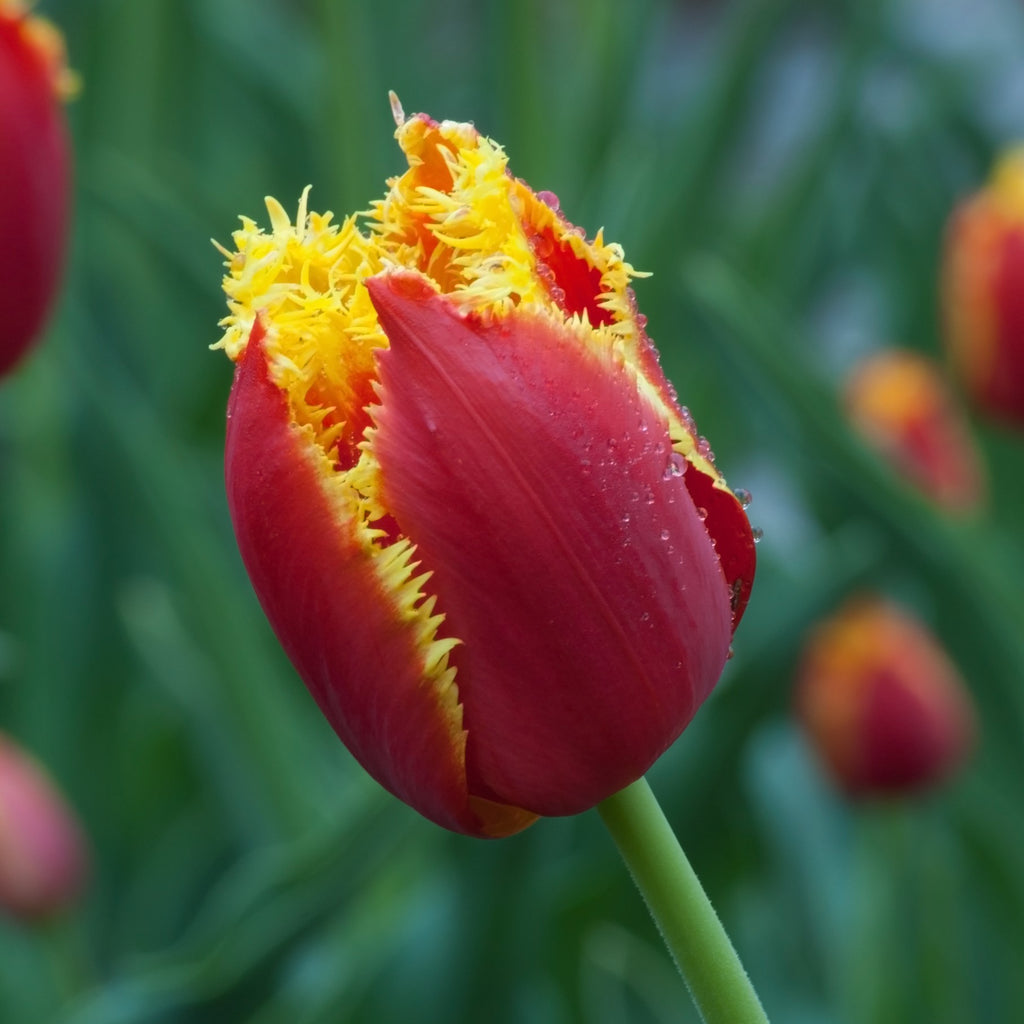 Tulip Bulbs Lambada (Fringed)  Blooms Species Growing Bonsai Roots Rhizomes Corms Tubers Potted Planting Reblooming Fragrant Garden Flower Seeds Plant