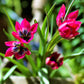 Tulip Bulbs Winsome Wildings Mix Blooms Species Growing Bonsai Roots Rhizomes Corms Tubers Potted Planting Reblooming Fragrant Garden Flower Seeds Plant