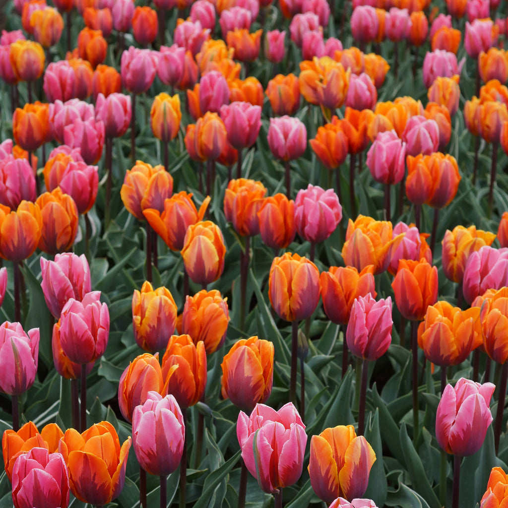 Tulip Bulbs Sunset Reflection Mix Blooms Species Growing Bonsai Roots Rhizomes Corms Tubers Potted Planting Reblooming Fragrant Garden Flower Seeds Plant