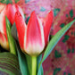 Tulip Bulbs Pinocchio Blooms Species Growing Bonsai Roots Rhizomes Corms Tubers Potted Planting Reblooming Fragrant Garden Flower Seeds Plant