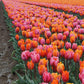 Tulip Bulbs Sunset Reflection Mix Blooms Species Growing Bonsai Roots Rhizomes Corms Tubers Potted Planting Reblooming Fragrant Garden Flower Seeds Plant