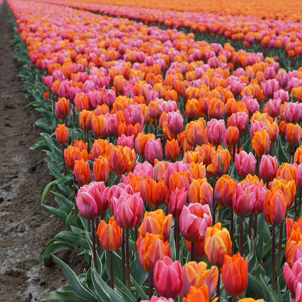 Tulip Bulbs Sunset Reflection Mix Blooms Species Growing Bonsai Roots Rhizomes Corms Tubers Potted Planting Reblooming Fragrant Garden Flower Seeds Plant
