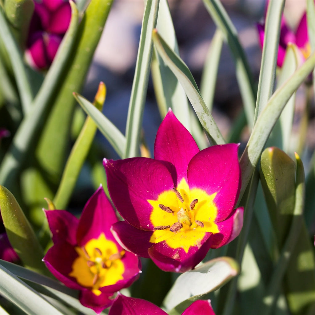 Tulip Bulbs Pulchella Violacea Blooms Species Growing Bonsai Roots Rhizomes Corms Tubers Potted Planting Reblooming Fragrant Garden Flower Seeds Plant