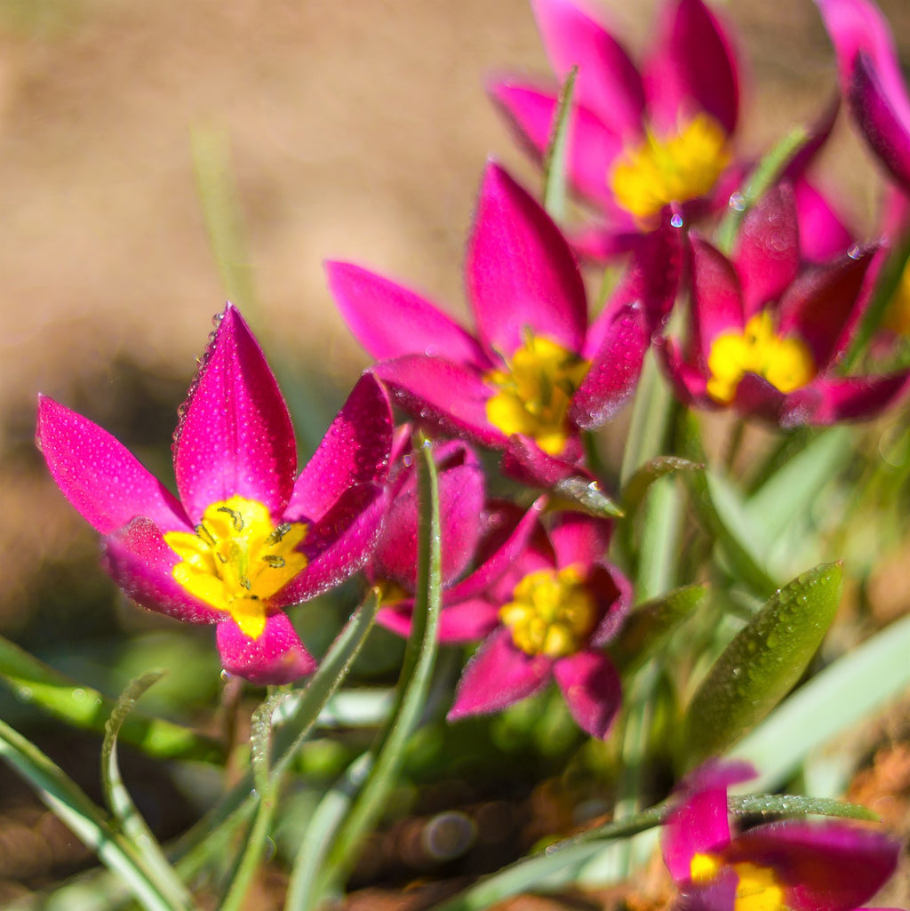Tulip Bulbs Pulchella Violacea Blooms Species Growing Bonsai Roots Rhizomes Corms Tubers Potted Planting Reblooming Fragrant Garden Flower Seeds Plant