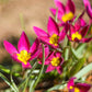 Tulip Bulbs Winsome Wildings Mix Blooms Species Growing Bonsai Roots Rhizomes Corms Tubers Potted Planting Reblooming Fragrant Garden Flower Seeds Plant