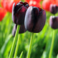 Tulip Bulbs Tuxedo Party Collection Blooms Species Growing Bonsai Roots Rhizomes Corms Tubers Potted Planting Reblooming Fragrant Garden Flower Seeds Plant