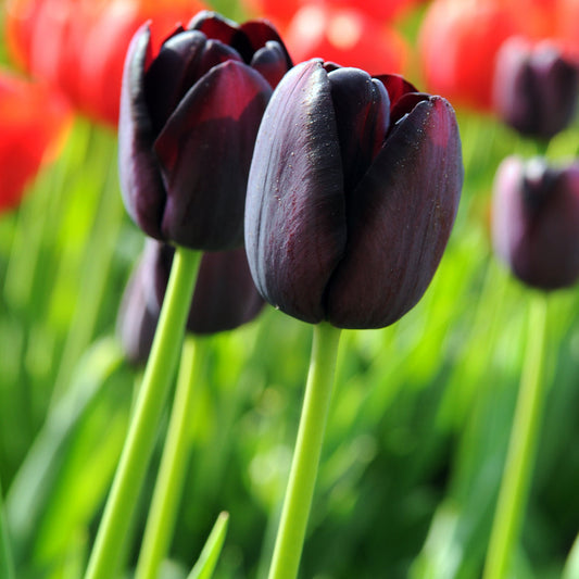 Tulip Bulbs Tuxedo Party Collection Blooms Species Growing Bonsai Roots Rhizomes Corms Tubers Potted Planting Reblooming Fragrant Garden Flower Seeds Plant