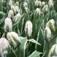 Tulip Bulbs The Edge Blooms Species Growing Bonsai Roots Rhizomes Corms Tubers Potted Planting Reblooming Fragrant Garden Flower Seeds Plant