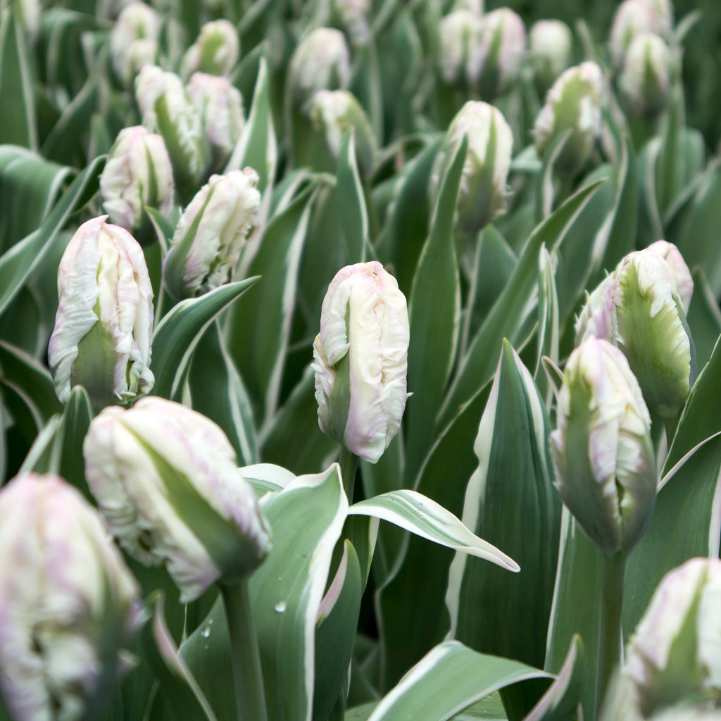 Tulip Bulbs The Edge Blooms Species Growing Bonsai Roots Rhizomes Corms Tubers Potted Planting Reblooming Fragrant Garden Flower Seeds Plant