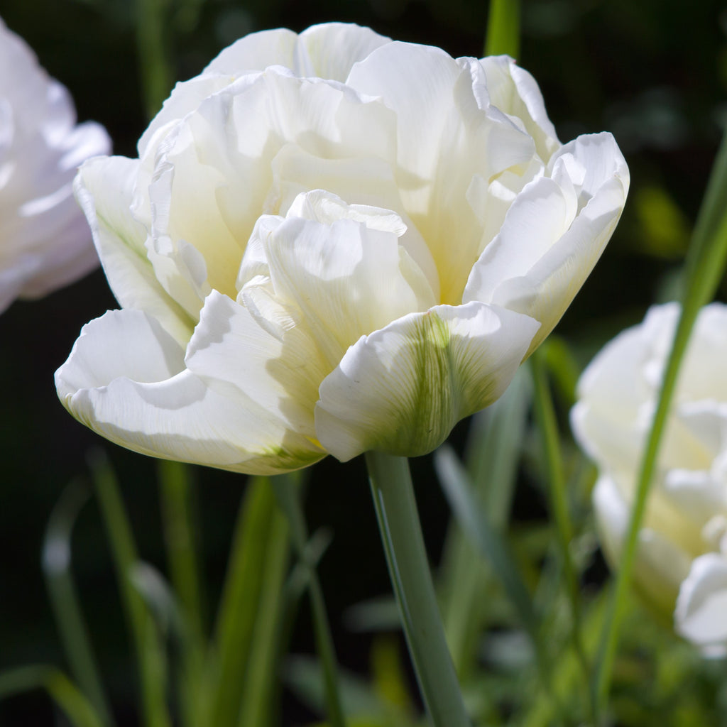 Tulip Bulbs The Edge Blooms Species Growing Bonsai Roots Rhizomes Corms Tubers Potted Planting Reblooming Fragrant Garden Flower Seeds Plant