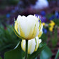 Tulip Bulbs The Edge Blooms Species Growing Bonsai Roots Rhizomes Corms Tubers Potted Planting Reblooming Fragrant Garden Flower Seeds Plant