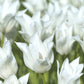 Tulip Bulbs Tuxedo Party Collection Blooms Species Growing Bonsai Roots Rhizomes Corms Tubers Potted Planting Reblooming Fragrant Garden Flower Seeds Plant