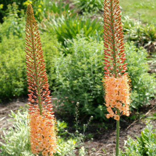 Eremurus - Cleopatra