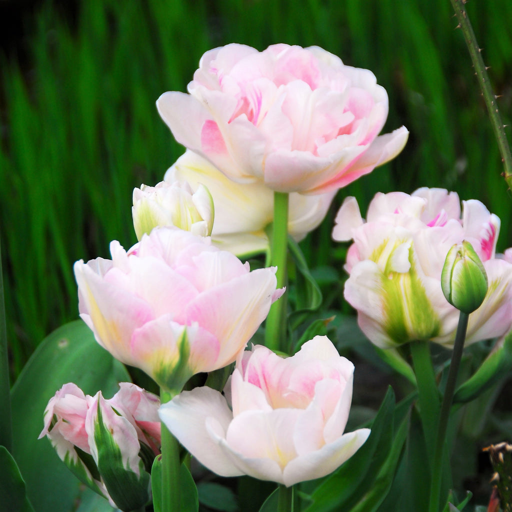 Tulip Bulbs  Angelique Blooms Species Growing Bonsai Roots Rhizomes Corms Tubers Potted Planting Reblooming Fragrant Garden Flower Seeds Plant