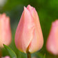 Tulip  Bulbs Apricot BeautyBlooms Species Growing Bonsai Roots Rhizomes Corms Tubers Potted Planting Reblooming Fragrant Garden Flower Seeds Plant