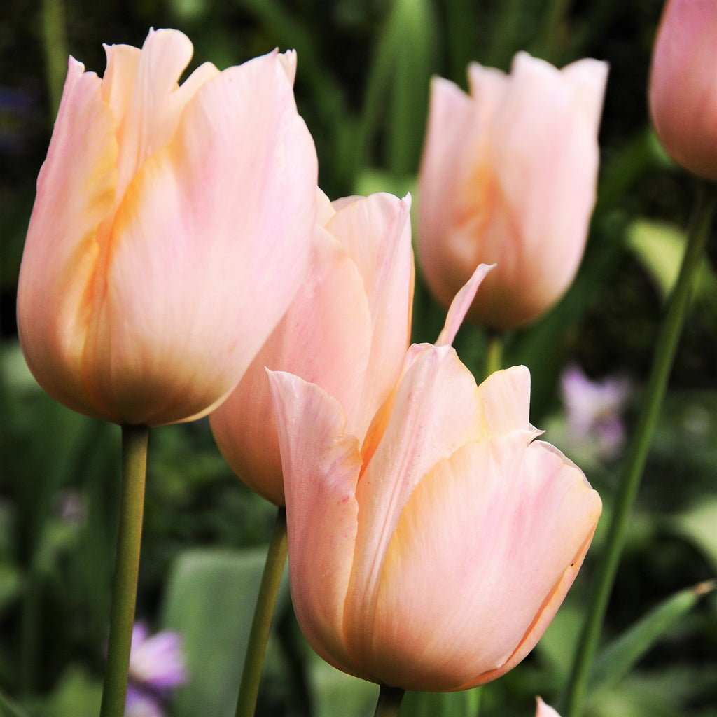 Tulip  Bulbs Apricot BeautyBlooms Species Growing Bonsai Roots Rhizomes Corms Tubers Potted Planting Reblooming Fragrant Garden Flower Seeds Plant