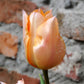 Tulip  Bulbs Apricot BeautyBlooms Species Growing Bonsai Roots Rhizomes Corms Tubers Potted Planting Reblooming Fragrant Garden Flower Seeds Plant