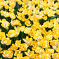 Tulip Bulbs Aquilla  Blooms Species Growing Bonsai Roots Rhizomes Corms Tubers Potted Planting Reblooming Fragrant Garden Flower Seeds Plant
