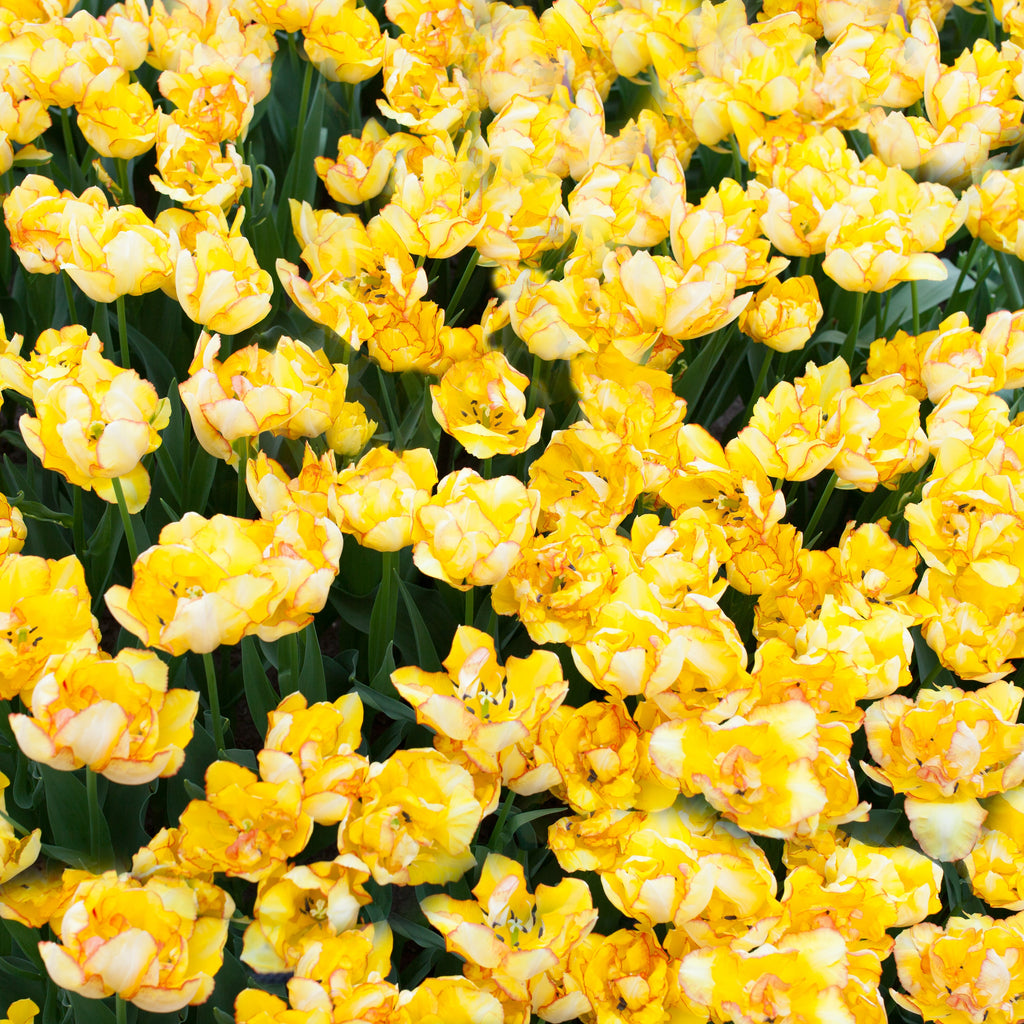 Tulip Bulbs Aquilla  Blooms Species Growing Bonsai Roots Rhizomes Corms Tubers Potted Planting Reblooming Fragrant Garden Flower Seeds Plant