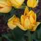 Tulip Bulbs Aquilla  Blooms Species Growing Bonsai Roots Rhizomes Corms Tubers Potted Planting Reblooming Fragrant Garden Flower Seeds Plant