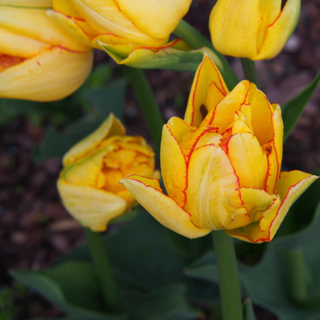 Tulip Bulbs Aquilla  Blooms Species Growing Bonsai Roots Rhizomes Corms Tubers Potted Planting Reblooming Fragrant Garden Flower Seeds Plant