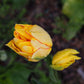 Tulip Bulbs Aquilla  Blooms Species Growing Bonsai Roots Rhizomes Corms Tubers Potted Planting Reblooming Fragrant Garden Flower Seeds Plant